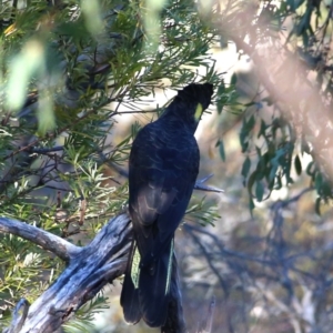 Zanda funerea at Googong, NSW - 19 May 2018