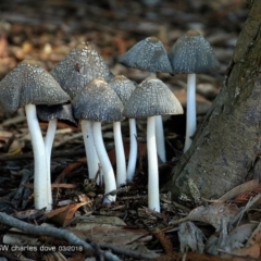 Unidentified at Mollymook, NSW - 6 Mar 2018 by CharlesDove