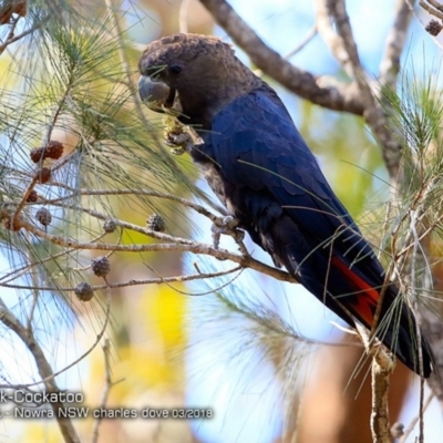 Calyptorhynchus lathami (Glossy Black-Cockatoo) at Triplarina Nature Reserve - 5 Mar 2018 by Charles Dove