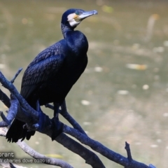 Phalacrocorax carbo (Great Cormorant) at Undefined - 8 Mar 2018 by Charles Dove