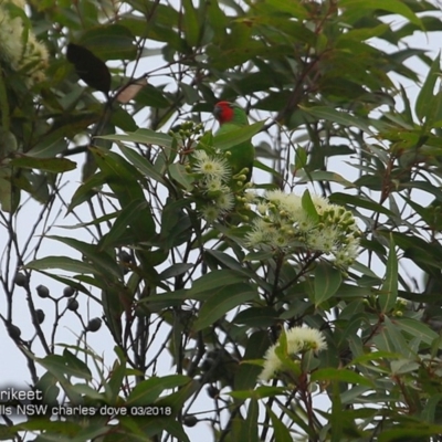 Parvipsitta pusilla (Little Lorikeet) at Morton National Park - 3 Mar 2018 by Charles Dove