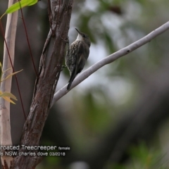 Cormobates leucophaea (White-throated Treecreeper) at Morton National Park - 7 Mar 2018 by CharlesDove