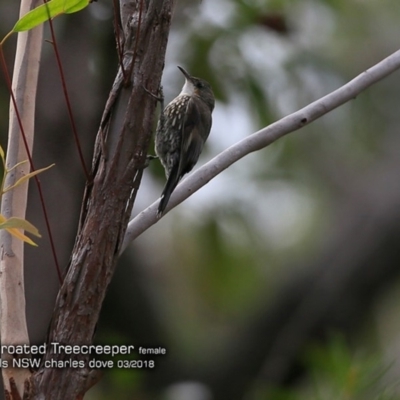 Cormobates leucophaea (White-throated Treecreeper) at Morton National Park - 7 Mar 2018 by CharlesDove