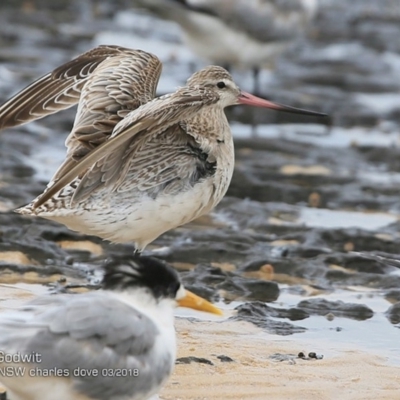 Limosa lapponica (Bar-tailed Godwit) at Dolphin Point, NSW - 11 Mar 2018 by Charles Dove