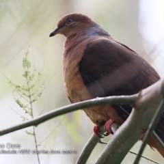 Macropygia phasianella (Brown Cuckoo-dove) at Ulladulla, NSW - 10 Mar 2018 by Charles Dove