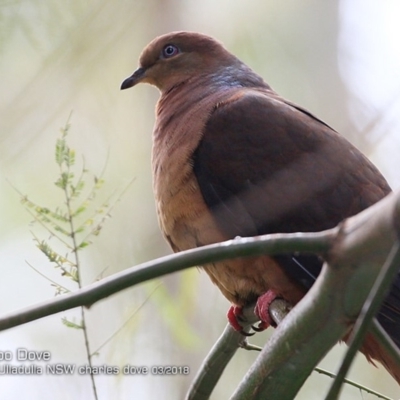 Macropygia phasianella (Brown Cuckoo-dove) at Ulladulla, NSW - 10 Mar 2018 by Charles Dove