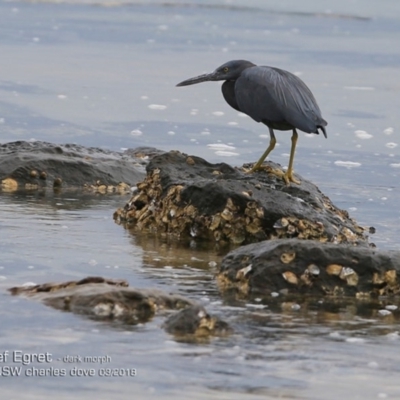 Egretta sacra (Eastern Reef Egret) at Dolphin Point, NSW - 11 Mar 2018 by CharlesDove