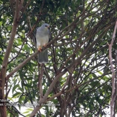 Tachyspiza novaehollandiae (Grey Goshawk) at Ulladulla - Millards Creek - 10 Mar 2018 by Charles Dove