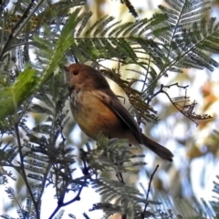 Acanthiza pusilla (Brown Thornbill) at Paddys River, ACT - 21 May 2018 by RodDeb