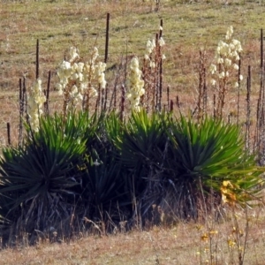 Yucca aloifolia at Paddys River, ACT - 21 May 2018 02:05 PM