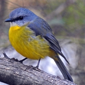 Eopsaltria australis at Paddys River, ACT - 21 May 2018