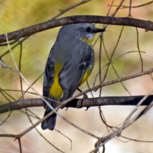 Eopsaltria australis at Paddys River, ACT - 21 May 2018