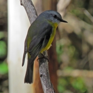 Eopsaltria australis at Paddys River, ACT - 21 May 2018