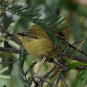 Acanthiza lineata at Paddys River, ACT - 21 May 2018 11:38 AM