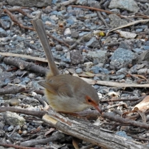 Malurus cyaneus at Paddys River, ACT - 21 May 2018 11:31 AM