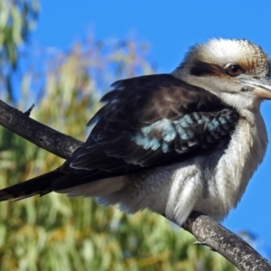 Dacelo novaeguineae at Paddys River, ACT - 21 May 2018 11:10 AM