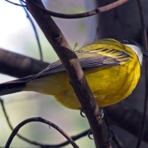 Pachycephala pectoralis at Paddys River, ACT - 21 May 2018 01:29 PM