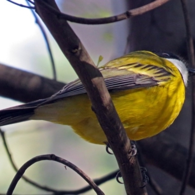 Pachycephala pectoralis (Golden Whistler) at Paddys River, ACT - 21 May 2018 by RodDeb