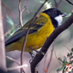 Pachycephala pectoralis at Paddys River, ACT - 21 May 2018 01:29 PM