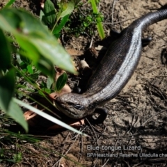 Tiliqua scincoides scincoides (Eastern Blue-tongue) at South Pacific Heathland Reserve WP03 - 25 Mar 2018 by Charles Dove