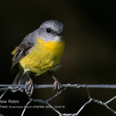 Eopsaltria australis (Eastern Yellow Robin) at Undefined - 18 Mar 2018 by CharlesDove