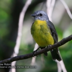 Eopsaltria australis (Eastern Yellow Robin) at South Pacific Heathland Reserve - 25 Mar 2018 by CharlesDove