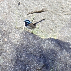 Malurus cyaneus (Superb Fairywren) at Booth, ACT - 23 Oct 2011 by KMcCue