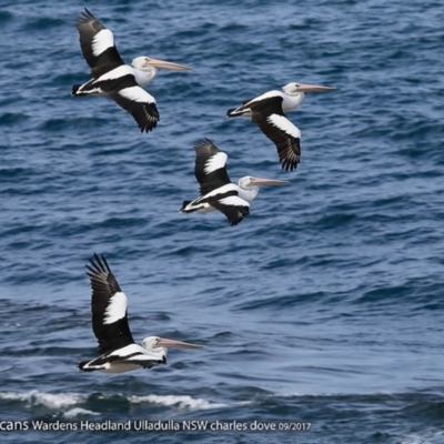 Pelecanus conspicillatus (Australian Pelican) at Undefined - 27 Sep 2017 by Charles Dove