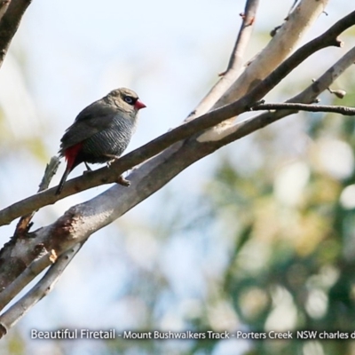 Stagonopleura bella (Beautiful Firetail) at Morton National Park - 26 Sep 2017 by Charles Dove