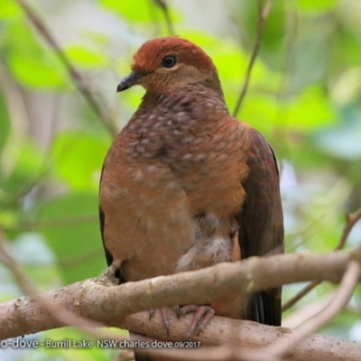 Macropygia phasianella (Brown Cuckoo-dove) at Burrill Lake Aboriginal Cave Walking Track - 26 Sep 2017 by Charles Dove