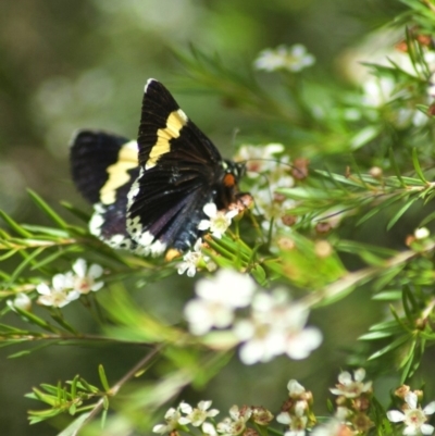 Eutrichopidia latinus (Yellow-banded Day-moth) at ANBG - 13 Feb 2011 by KMcCue