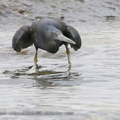 Egretta sacra (Eastern Reef Egret) at Undefined - 29 Sep 2017 by Charles Dove