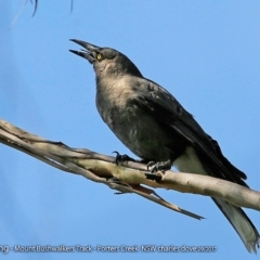 Strepera versicolor (Grey Currawong) at Morton National Park - 26 Sep 2017 by Charles Dove