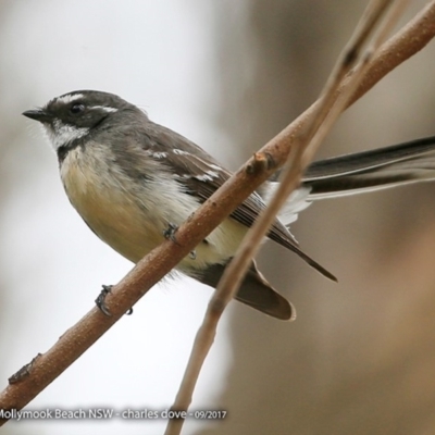 Rhipidura albiscapa (Grey Fantail) at Undefined - 25 Sep 2017 by CharlesDove