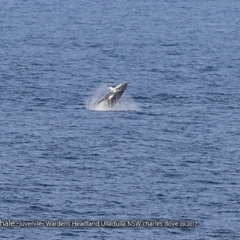 Megaptera novaeangliae (Humpback Whale) at Undefined - 19 May 2018 by CharlesDove