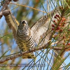 Chrysococcyx lucidus (Shining Bronze-Cuckoo) at Undefined - 24 Sep 2017 by CharlesDove