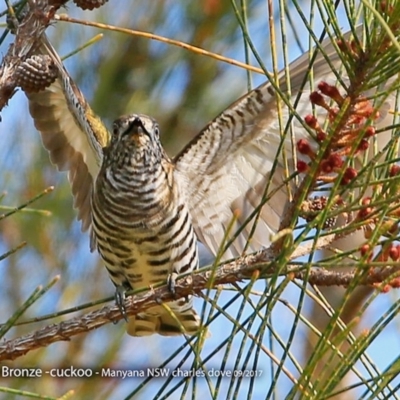 Chrysococcyx lucidus (Shining Bronze-Cuckoo) at Undefined - 24 Sep 2017 by CharlesDove