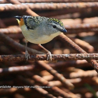 Pardalotus punctatus (Spotted Pardalote) at Undefined - 28 Sep 2017 by Charles Dove