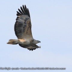 Haliaeetus leucogaster (White-bellied Sea-Eagle) at Undefined - 29 Sep 2017 by Charles Dove