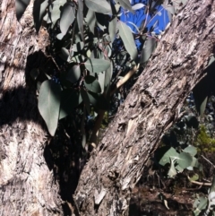 Eucalyptus dives (Broad-leaved Peppermint) at Cooma, NSW - 18 May 2018 by Katarina