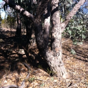 Eucalyptus dives at Cooma, NSW - 18 May 2018