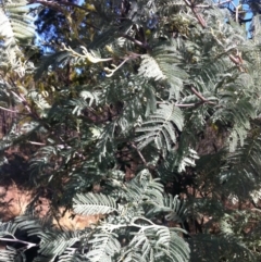 Acacia dealbata (Silver Wattle) at Cooma, NSW - 18 May 2018 by Katarina