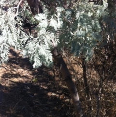 Acacia dealbata at Cooma, NSW - 18 May 2018