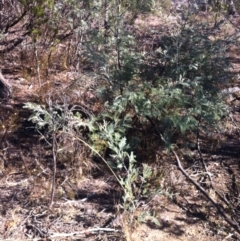 Acacia dealbata at Cooma, NSW - 18 May 2018