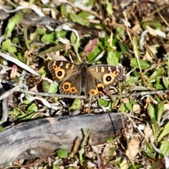 Junonia villida (Meadow Argus) at Wallagoot, NSW - 8 May 2018 by RossMannell