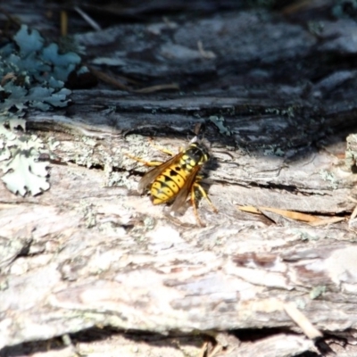 Vespula germanica (European wasp) at Wallagoot, NSW - 8 May 2018 by RossMannell