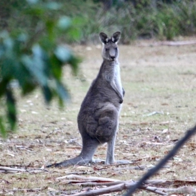 Macropus giganteus (Eastern Grey Kangaroo) at Bournda National Park - 7 May 2018 by RossMannell