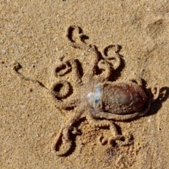 Unidentified Octopuses, Cuttlefish or Squid at Wallagoot, NSW - 8 May 2018 by RossMannell