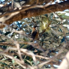 Acanthorhynchus tenuirostris (Eastern Spinebill) at Bournda National Park - 8 May 2018 by RossMannell