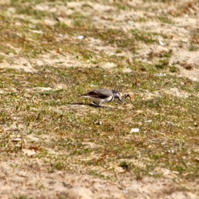 Epthianura albifrons (White-fronted Chat) at Wallagoot, NSW - 8 May 2018 by RossMannell